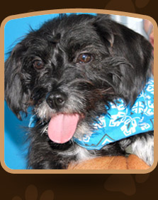 Happy Tails