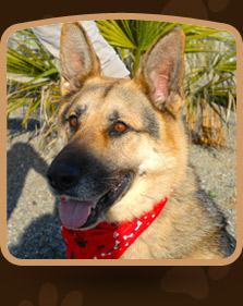 Happy Tails