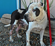 Rescued Dog