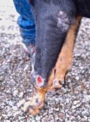 Rescued Dog